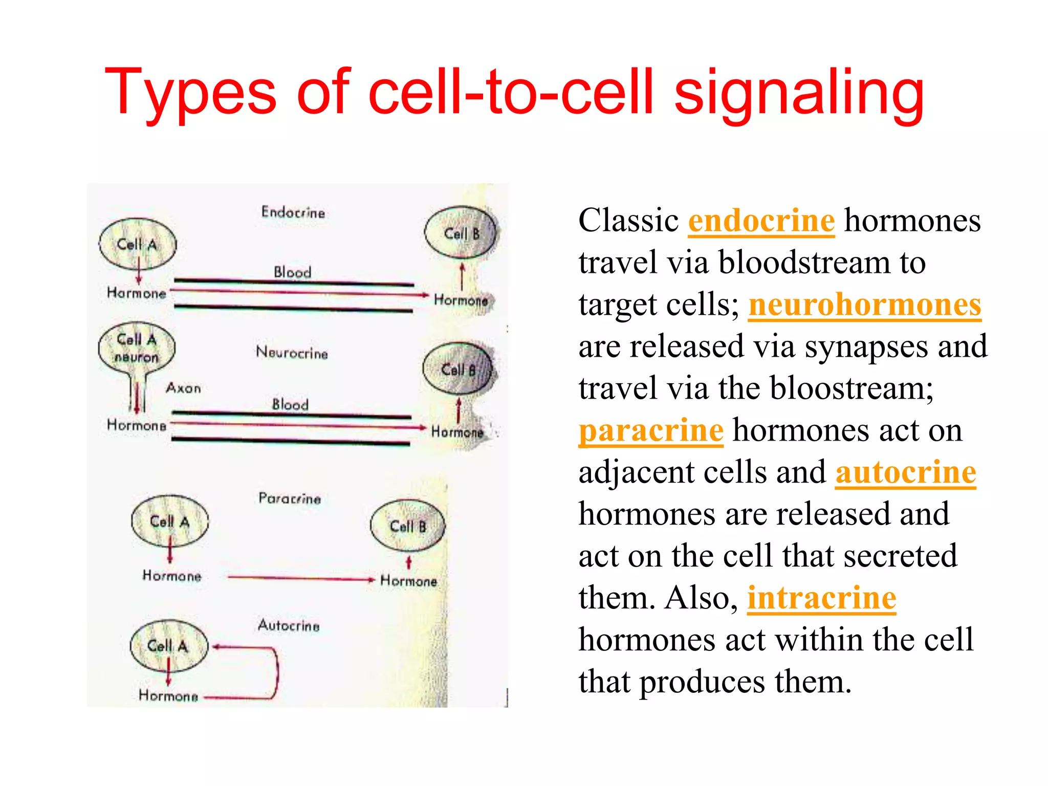 Types of cell-to-cell signaling
Classic endocrine hormones
travel via bloodstream to
target cells; neurohormones
are released via synapses and
travel via the bloostream;
paracrine hormones act on
adjacent cells and autocrine
hormones are released and
act on the cell that secreted
them. Also, intracrine
hormones act within the cell
that produces them.
 