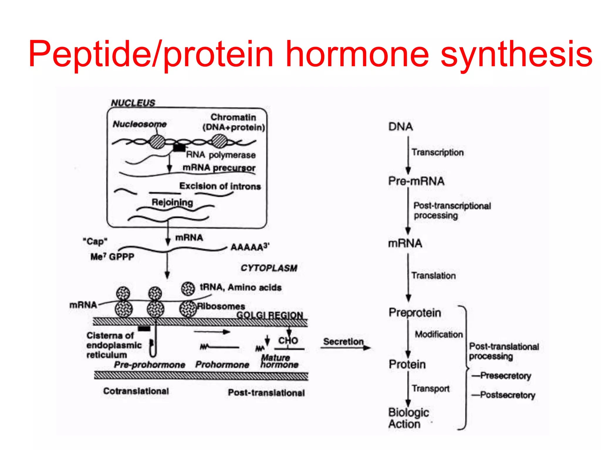 Peptide/protein hormone synthesis
 