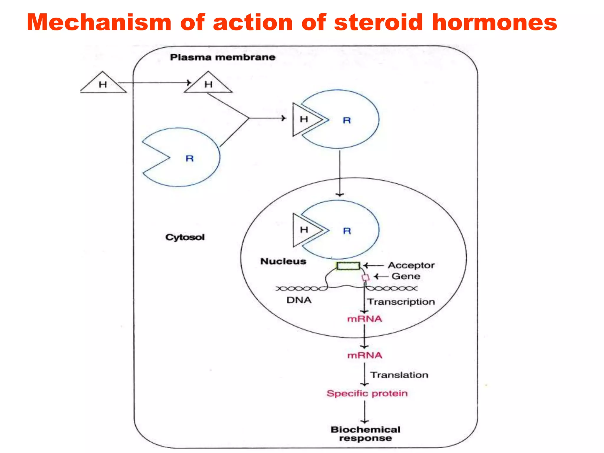 Mechanism of action of steroid hormones
 