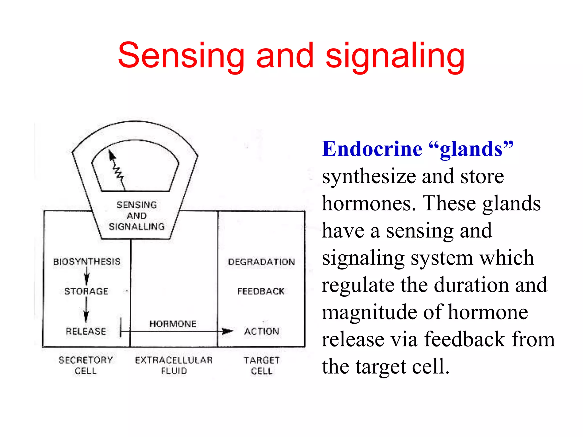 Sensing and signaling
Endocrine “glands”
synthesize and store
hormones. These glands
have a sensing and
signaling system which
regulate the duration and
magnitude of hormone
release via feedback from
the target cell.
 
