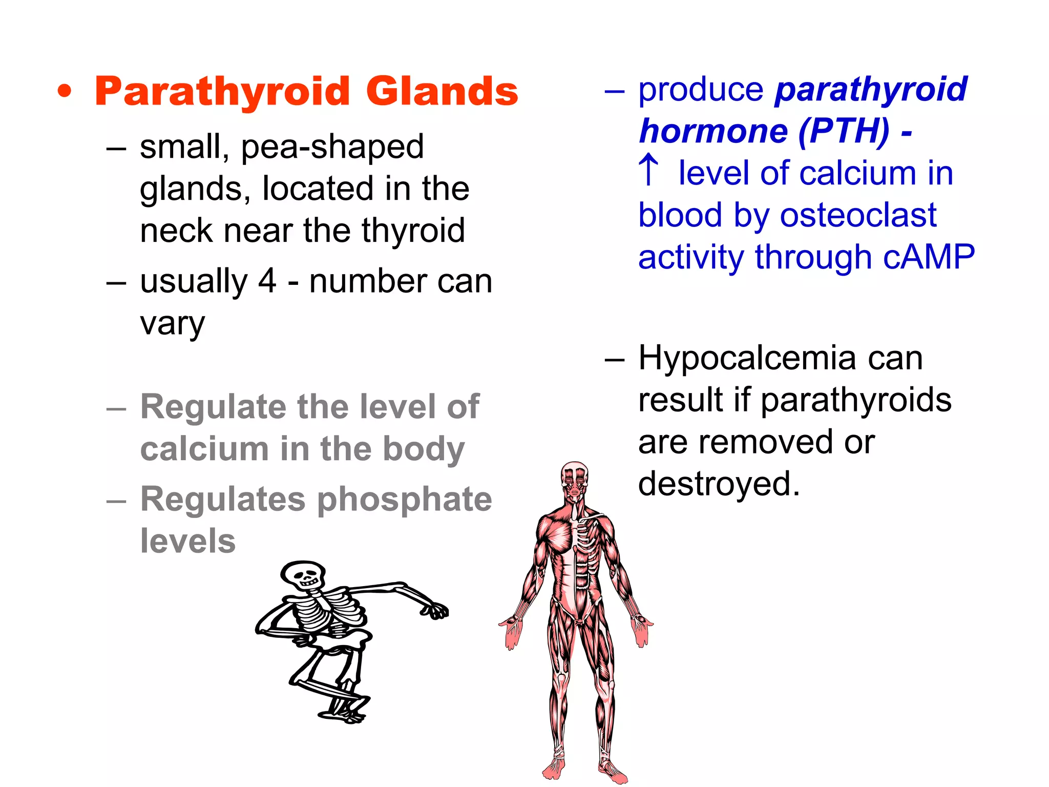 • Parathyroid Glands
– small, pea-shaped
glands, located in the
neck near the thyroid
– usually 4 - number can
vary
– Regulate the level of
calcium in the body
– Regulates phosphate
levels
– produce parathyroid
hormone (PTH) -
 level of calcium in
blood by osteoclast
activity through cAMP
– Hypocalcemia can
result if parathyroids
are removed or
destroyed.
 