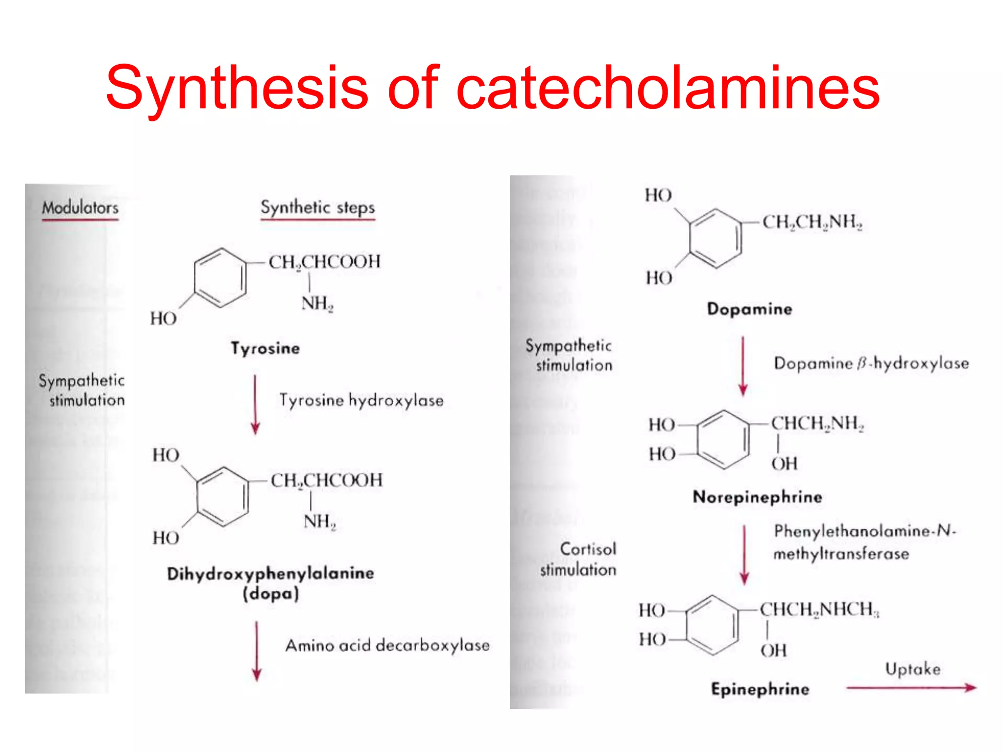 Synthesis of catecholamines
 