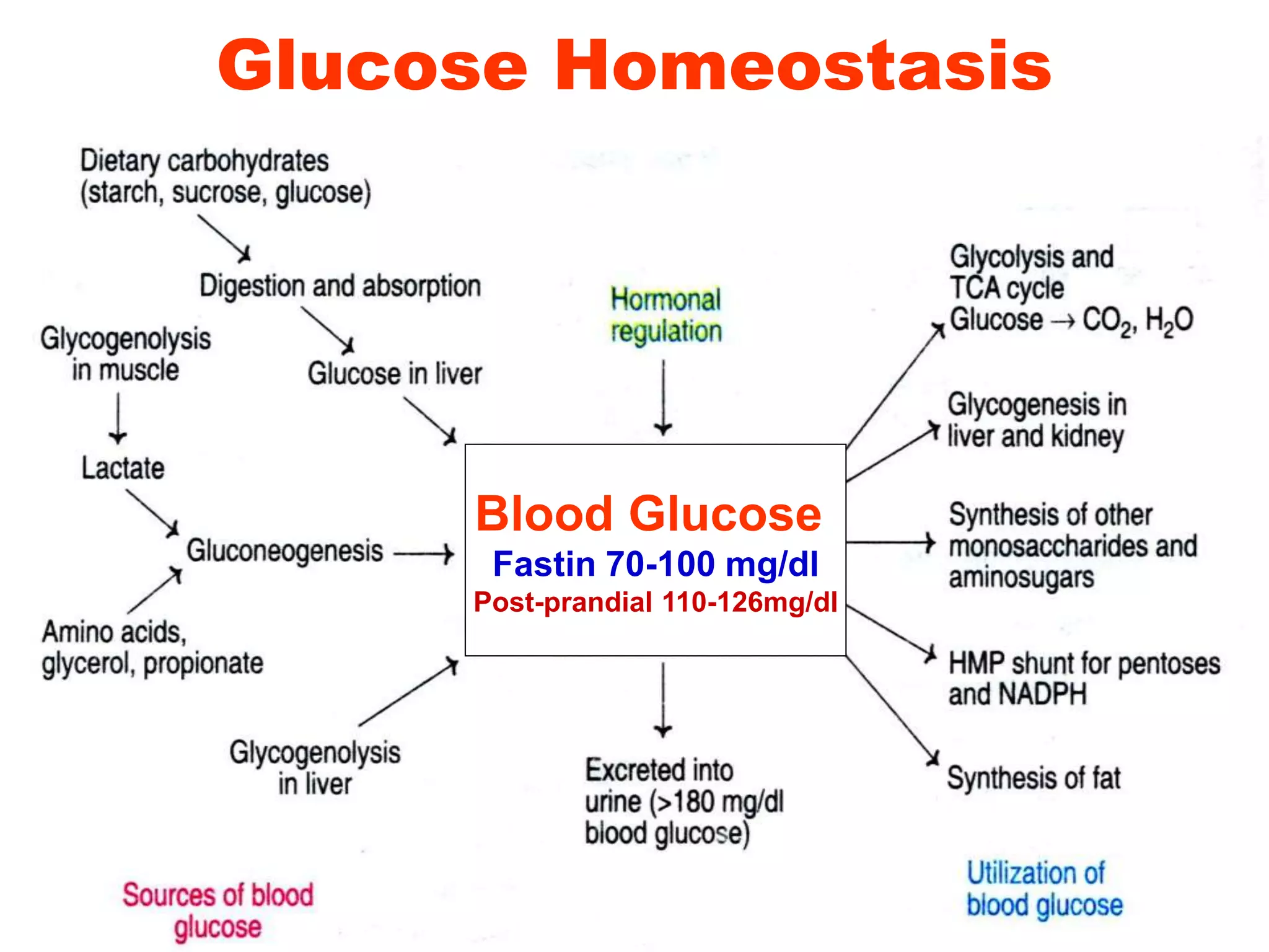 Glucose Homeostasis
Blood Glucose
Fastin 70-100 mg/dl
Post-prandial 110-126mg/dl
 