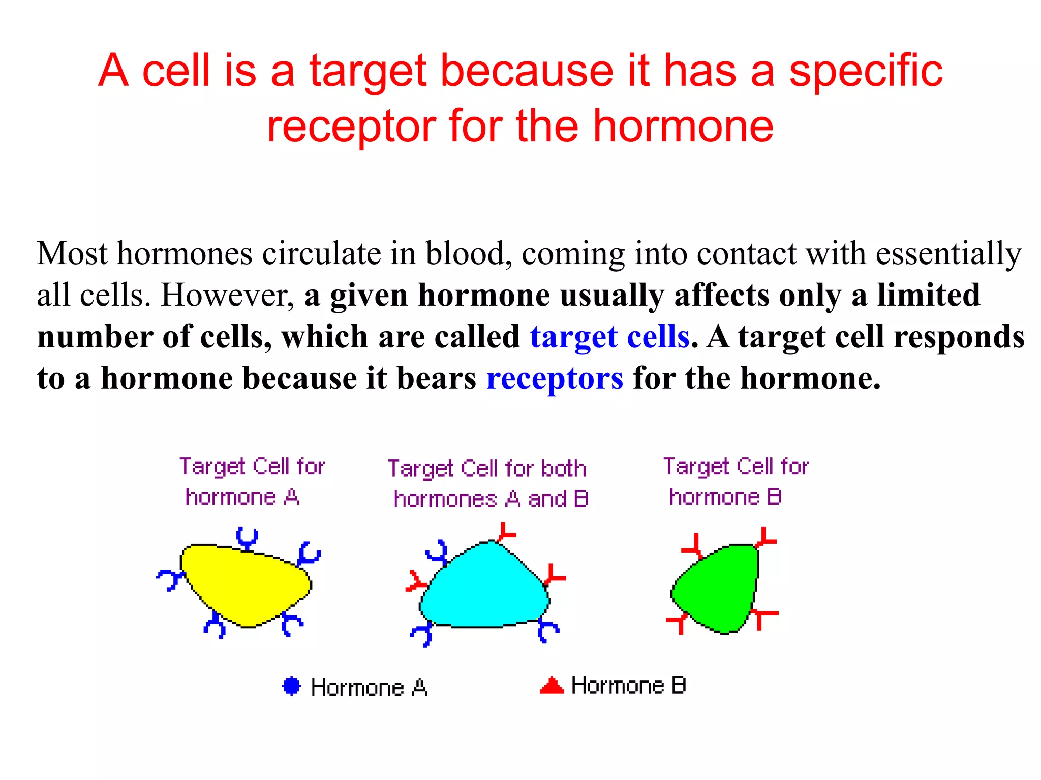 A cell is a target because it has a specific
receptor for the hormone
Most hormones circulate in blood, coming into contact with essentially
all cells. However, a given hormone usually affects only a limited
number of cells, which are called target cells. A target cell responds
to a hormone because it bears receptors for the hormone.
 