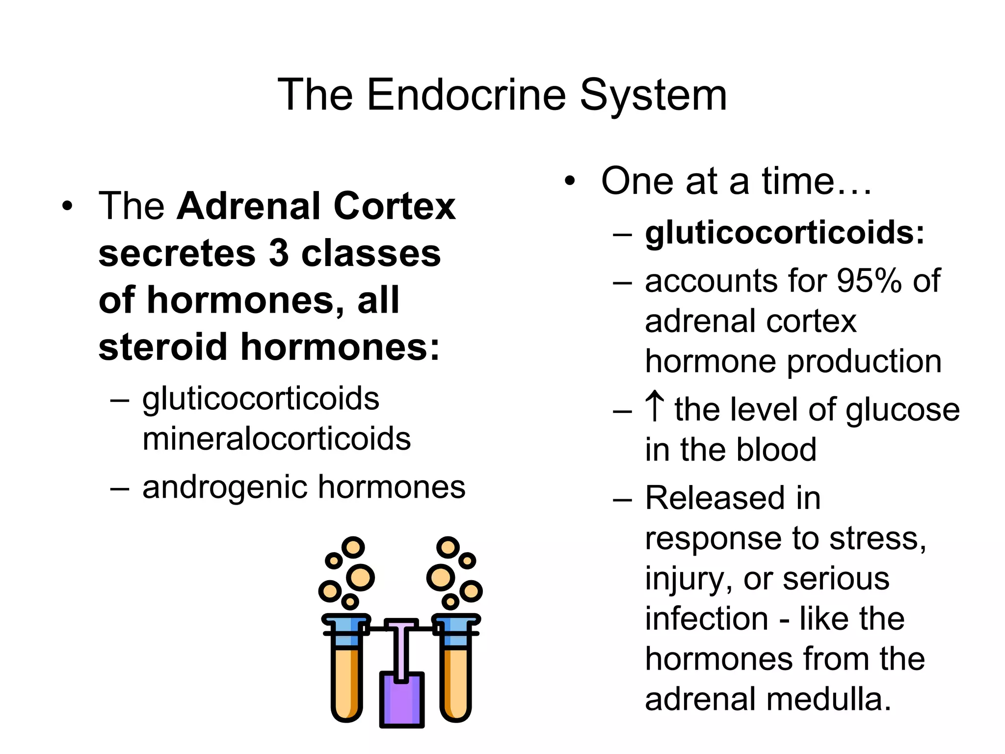 The Endocrine System
• The Adrenal Cortex
secretes 3 classes
of hormones, all
steroid hormones:
– gluticocorticoids
mineralocorticoids
– androgenic hormones
• One at a time…
– gluticocorticoids:
– accounts for 95% of
adrenal cortex
hormone production
–  the level of glucose
in the blood
– Released in
response to stress,
injury, or serious
infection - like the
hormones from the
adrenal medulla.
 