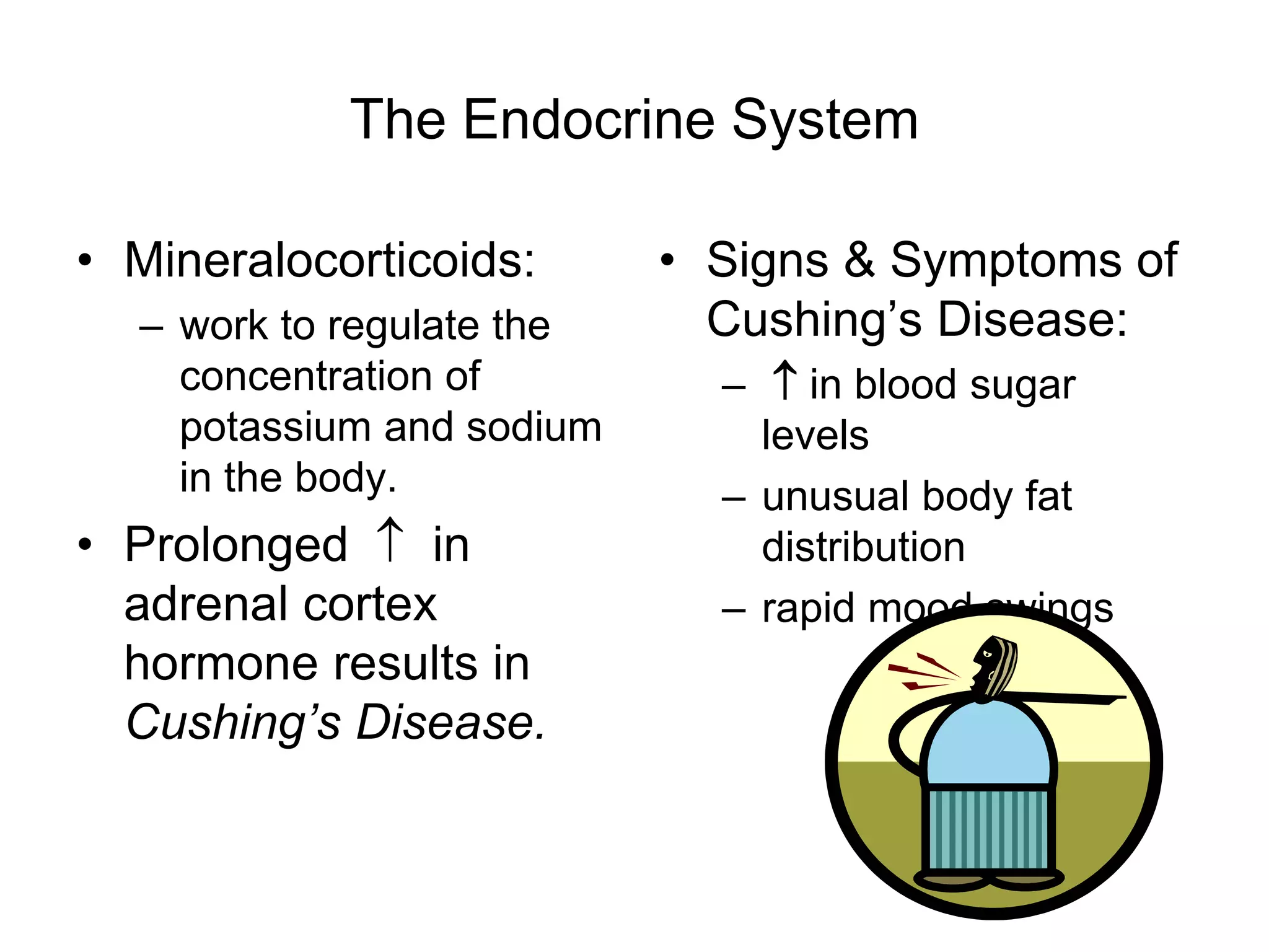 The Endocrine System
• Mineralocorticoids:
– work to regulate the
concentration of
potassium and sodium
in the body.
• Prolonged  in
adrenal cortex
hormone results in
Cushing’s Disease.
• Signs & Symptoms of
Cushing’s Disease:
–  in blood sugar
levels
– unusual body fat
distribution
– rapid mood swings
 
