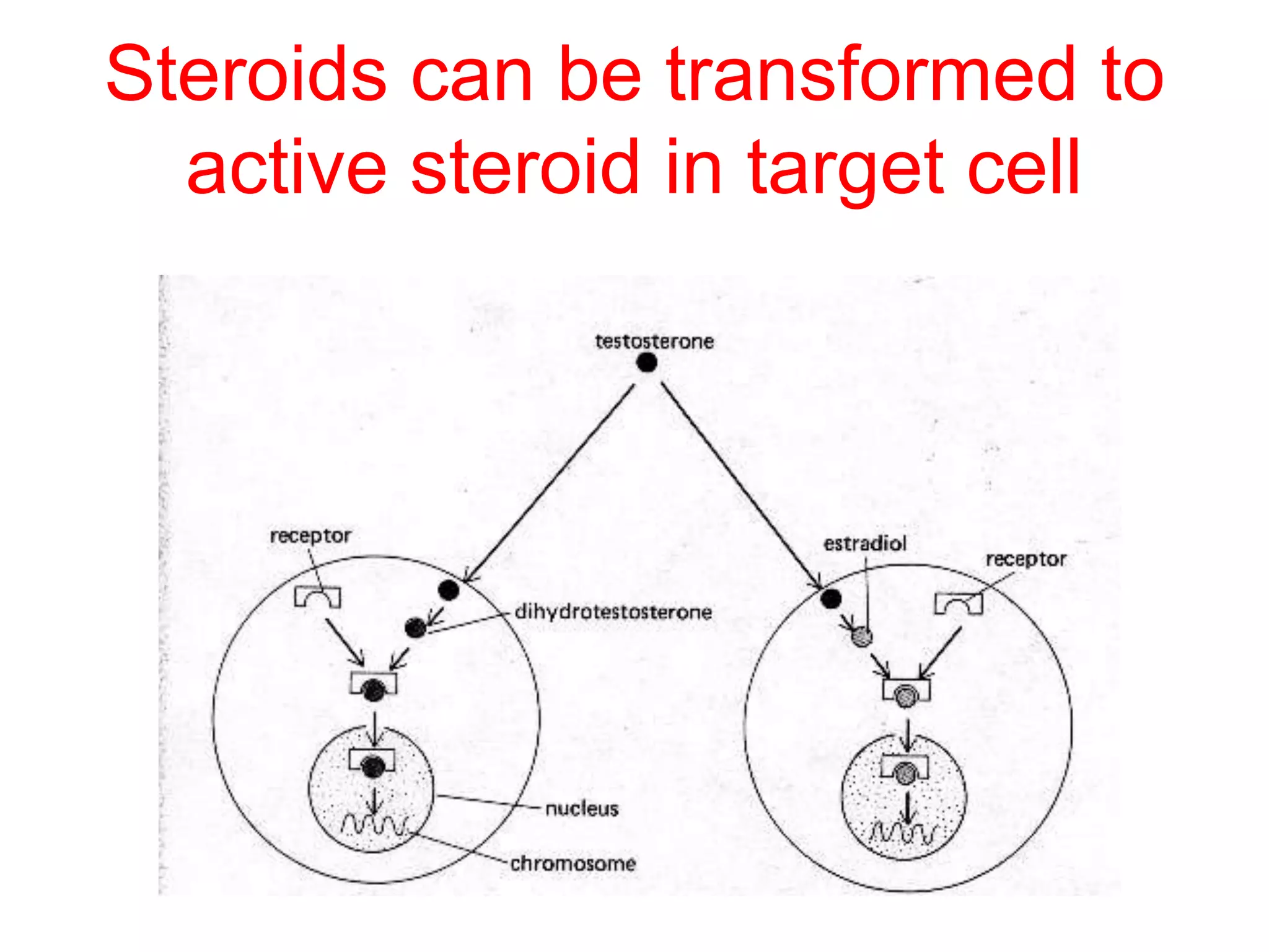 Steroids can be transformed to
active steroid in target cell
 