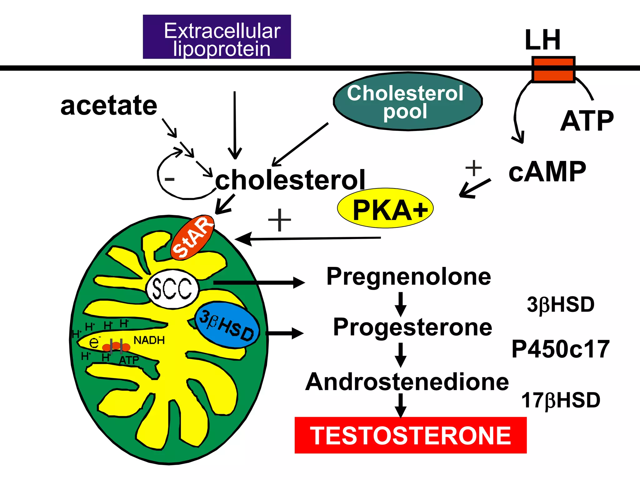 cholesterol
Extracellular
lipoprotein
Cholesterol
pool
LH
ATP
cAMP
PKA+
Pregnenolone
Progesterone
Androstenedione
TESTOSTERONE
3HSD
P450c17
17HSD
acetate
 