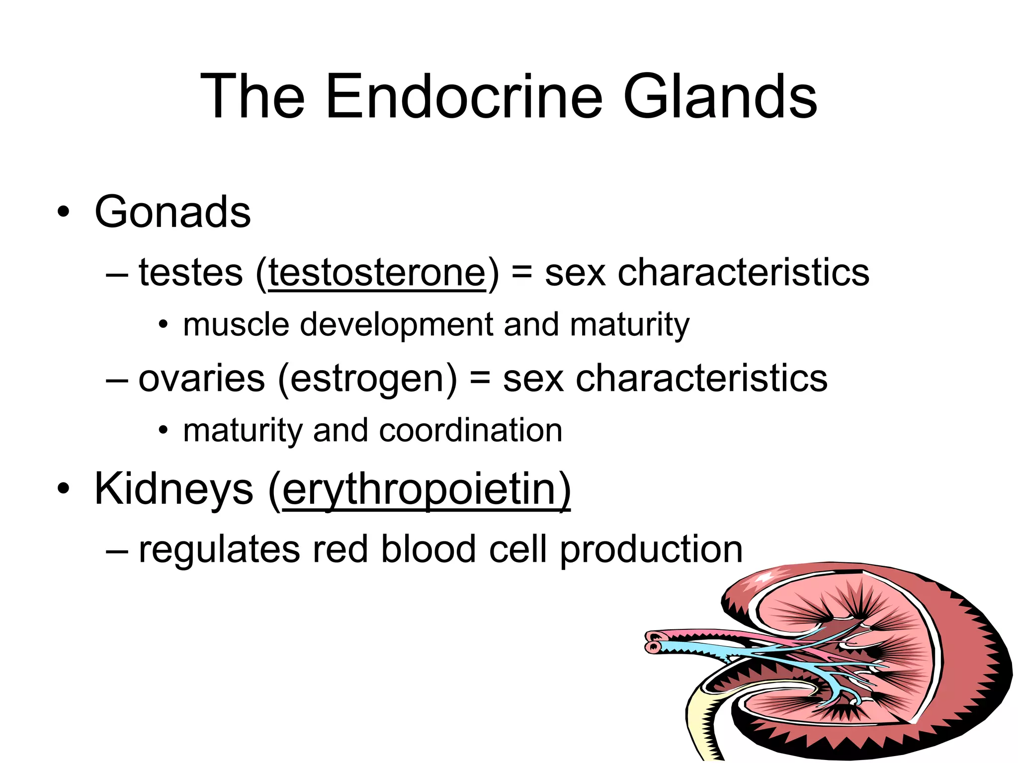 The Endocrine Glands
• Gonads
– testes (testosterone) = sex characteristics
• muscle development and maturity
– ovaries (estrogen) = sex characteristics
• maturity and coordination
• Kidneys (erythropoietin)
– regulates red blood cell production
 