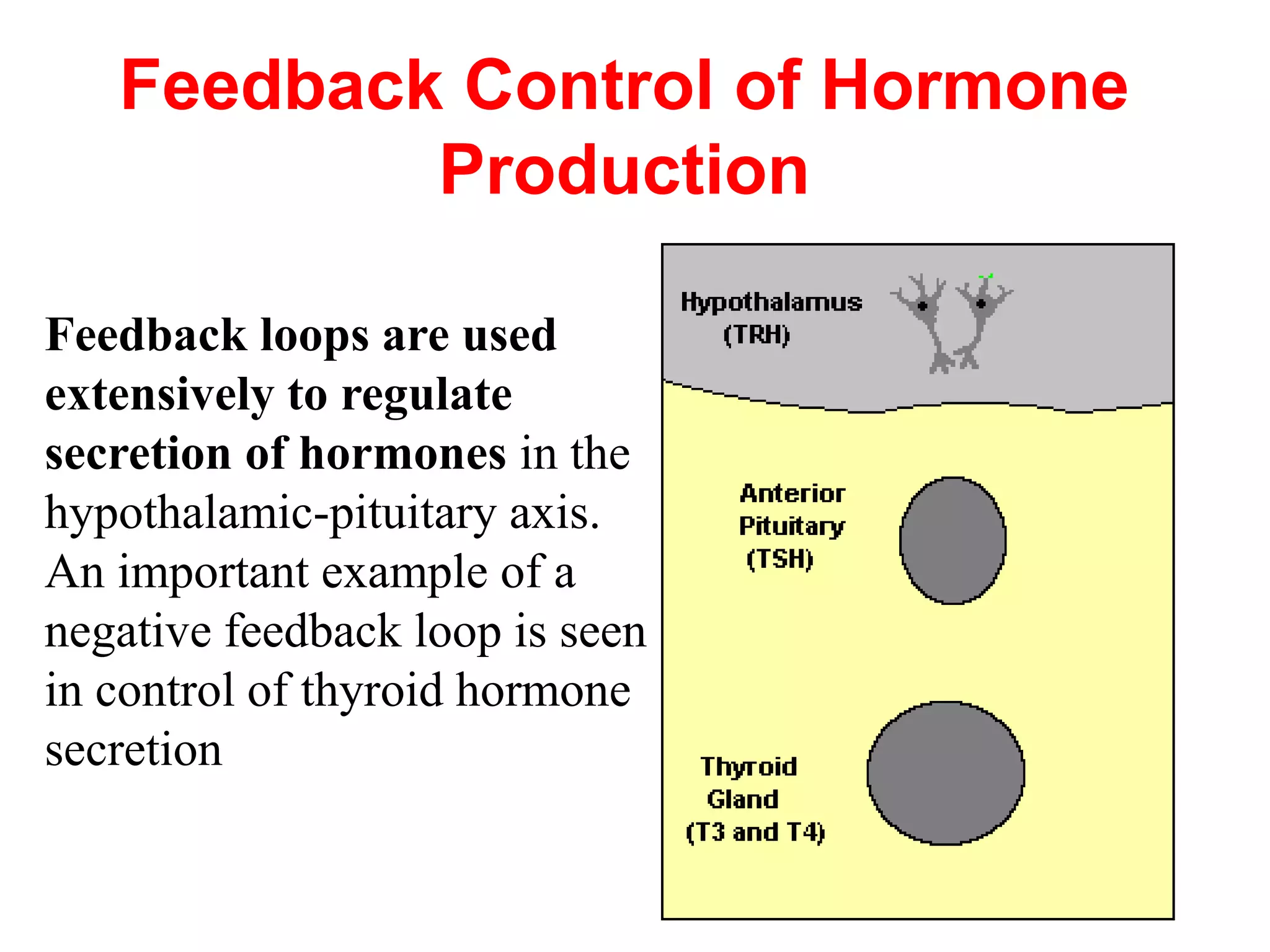 Feedback Control of Hormone
Production
Feedback loops are used
extensively to regulate
secretion of hormones in the
hypothalamic-pituitary axis.
An important example of a
negative feedback loop is seen
in control of thyroid hormone
secretion
 