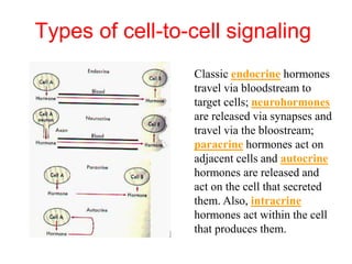Types of cell-to-cell signaling
Classic endocrine hormones
travel via bloodstream to
target cells; neurohormones
are released via synapses and
travel via the bloostream;
paracrine hormones act on
adjacent cells and autocrine
hormones are released and
act on the cell that secreted
them. Also, intracrine
hormones act within the cell
that produces them.
 