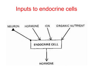 Inputs to endocrine cells
 
