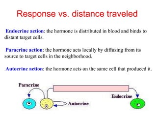 Response vs. distance traveled
Endocrine action: the hormone is distributed in blood and binds to
distant target cells.
Paracrine action: the hormone acts locally by diffusing from its
source to target cells in the neighborhood.
Autocrine action: the hormone acts on the same cell that produced it.
 
