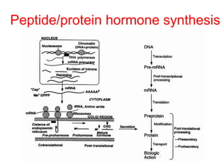 Peptide/protein hormone synthesis
 