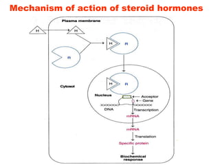 Mechanism of action of steroid hormones
 