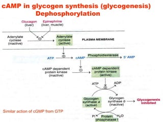 cAMP in glycogen synthesis (glycogenesis)
Dephosphorylation
Similar action of cGMP from GTP
 