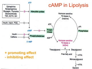 cAMP in Lipolysis
+ promoting effect
- inhibiting effect
 