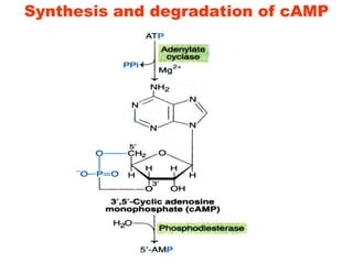 Synthesis and degradation of cAMP
 