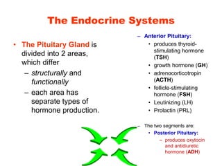 The Endocrine Systems
• The Pituitary Gland is
divided into 2 areas,
which differ
– structurally and
functionally
– each area has
separate types of
hormone production.
– Anterior Pituitary:
• produces thyroid-
stimulating hormone
(TSH)
• growth hormone (GH)
• adrenocorticotropin
(ACTH)
• follicle-stimulating
hormone (FSH)
• Leutinizing (LH)
• Prolactin (PRL)
– The two segments are:
• Posterior Pituitary:
– produces oxytocin
and antidiuretic
hormone (ADH)
 