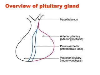 Overview of pituitary gland
 