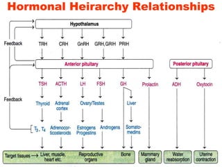 Hormonal Heirarchy Relationships
 