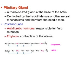 • Pituitary Gland
– A marble-sized gland at the base of the brain
– Controlled by the hypothalamus or other neural
mechanisms and therefore the middle man.
• Posterior Lobe
– Antidiuretic hormone: responsible for fluid
retention
– Oxytocin: contraction of the uterus
Oxytocin
ADH
 