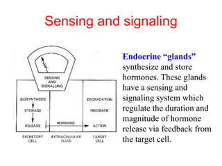 Sensing and signaling
Endocrine “glands”
synthesize and store
hormones. These glands
have a sensing and
signaling system which
regulate the duration and
magnitude of hormone
release via feedback from
the target cell.
 