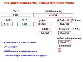 Pro-opiomelanocortin (POMC) family members
ACTH-Adrenocorticotropic Hormone
LPH-Lipotropin,
MSH-Melanocyte stimulating hormone
CLIP-Corticotropin like intermediate lobe peptide
 