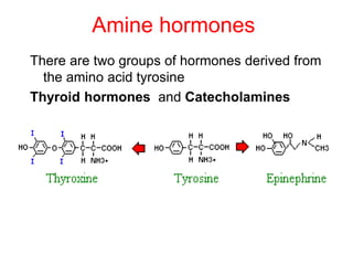 Amine hormones
There are two groups of hormones derived from
the amino acid tyrosine
Thyroid hormones and Catecholamines
 