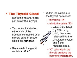 • The Thyroid Gland
– lies in the anterior neck
just below the larynyx.
– Two lobes, located on
either side of the
trachea, connected by a
narrow band of tissue
called the isthmus.
– Sacs inside the gland
contain colloid
• Within the colloid are
the thyroid hormones:
– thyroxine (T4)
– triiodothyronine (T3)
• When stimulated
(by TSH or by
cold), these are
released into the
circulatory system
and  the
metabolic rate.
– “C” cells within the
thyroid produce the
hormone calcitonin.
 