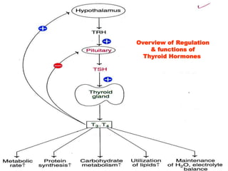 Overview of Regulation
& functions of
Thyroid Hormones
 