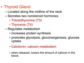 • Thyroid Gland
– Located along the midline of the neck
– Secretes two nonsteroid hormones
• Triiodothyronine (T3)
• Thyroxine (T4)
– Regulates metabolism
• increases protein synthesis
• promotes glycolysis, gluconeogenesis, glucose
uptake
• Calcitonin: calcium metabolism
• when released, lowers the amount of calcium in the
blood.
 