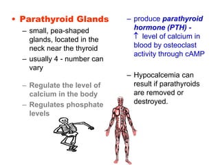 • Parathyroid Glands
– small, pea-shaped
glands, located in the
neck near the thyroid
– usually 4 - number can
vary
– Regulate the level of
calcium in the body
– Regulates phosphate
levels
– produce parathyroid
hormone (PTH) -
 level of calcium in
blood by osteoclast
activity through cAMP
– Hypocalcemia can
result if parathyroids
are removed or
destroyed.
 