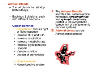 • Adrenal Glands
– 2 small glands that sit atop
both kidneys.
– Each has 2 divisions, each
with different functions.
– Catecholamines:
• Epinephrine: elicits a fight
or flight response
• Increase H.R. and B.P.
• Increase respiration
• Increase metabolic rate
• Increase glycogenolysis
• Lipolysis
• Vasoconstriction
• Dilation of bronchioles
• Norepinephrine
House keeping system
A. The Adrenal Medulla
secretes the catecholamine
hormones norepinephrine
and epinephrine (closely
related to the sympathetic
component of the autonomic
nervous system).
B. Adrenal cortex secrets
Adrenocorticosteroids
 