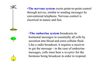 •The nervous system exerts point-to-point control
through nerves, similar to sending messages by
conventional telephone. Nervous control is
electrical in nature and fast.
•The endocrine system broadcasts its
hormonal messages to essentially all cells by
secretion into blood and extra cellular fluid.
Like a radio broadcast, it requires a receiver
to get the message - in the case of endocrine
messages, cells must bear a receptor for the
hormone being broadcast in order to respond.
 