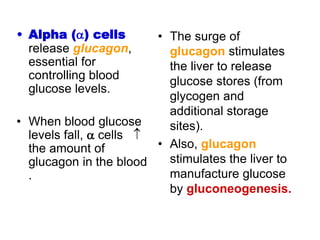 • Alpha () cells
release glucagon,
essential for
controlling blood
glucose levels.
• When blood glucose
levels fall,  cells 
the amount of
glucagon in the blood
.
• The surge of
glucagon stimulates
the liver to release
glucose stores (from
glycogen and
additional storage
sites).
• Also, glucagon
stimulates the liver to
manufacture glucose
by gluconeogenesis.
 