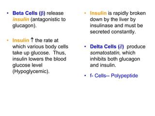 • Beta Cells () release
insulin (antagonistic to
glucagon).
• Insulin  the rate at
which various body cells
take up glucose. Thus,
insulin lowers the blood
glucose level
(Hypoglycemic).
• Insulin is rapidly broken
down by the liver by
insulinase and must be
secreted constantly.
• Delta Cells () produce
somatostatin, which
inhibits both glucagon
and insulin.
• f- Cells-- Polypeptide
 