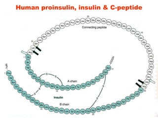 Human proinsulin, insulin & C-peptide
 