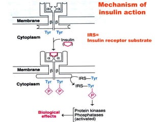 Mechanism of
insulin action
IRS=
Insulin receptor substrate
 