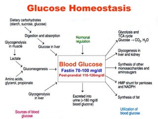 Glucose Homeostasis
Blood Glucose
Fastin 70-100 mg/dl
Post-prandial 110-126mg/dl
 