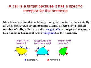 A cell is a target because it has a specific
receptor for the hormone
Most hormones circulate in blood, coming into contact with essentially
all cells. However, a given hormone usually affects only a limited
number of cells, which are called target cells. A target cell responds
to a hormone because it bears receptors for the hormone.
 