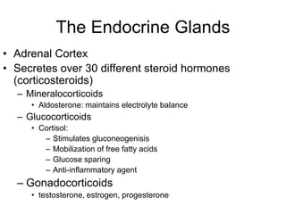 The Endocrine Glands
• Adrenal Cortex
• Secretes over 30 different steroid hormones
(corticosteroids)
– Mineralocorticoids
• Aldosterone: maintains electrolyte balance
– Glucocorticoids
• Cortisol:
– Stimulates gluconeogenisis
– Mobilization of free fatty acids
– Glucose sparing
– Anti-inflammatory agent
– Gonadocorticoids
• testosterone, estrogen, progesterone
 