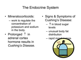 The Endocrine System
• Mineralocorticoids:
– work to regulate the
concentration of
potassium and sodium
in the body.
• Prolonged  in
adrenal cortex
hormone results in
Cushing’s Disease.
• Signs & Symptoms of
Cushing’s Disease:
–  in blood sugar
levels
– unusual body fat
distribution
– rapid mood swings
 