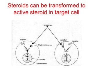 Steroids can be transformed to
active steroid in target cell
 