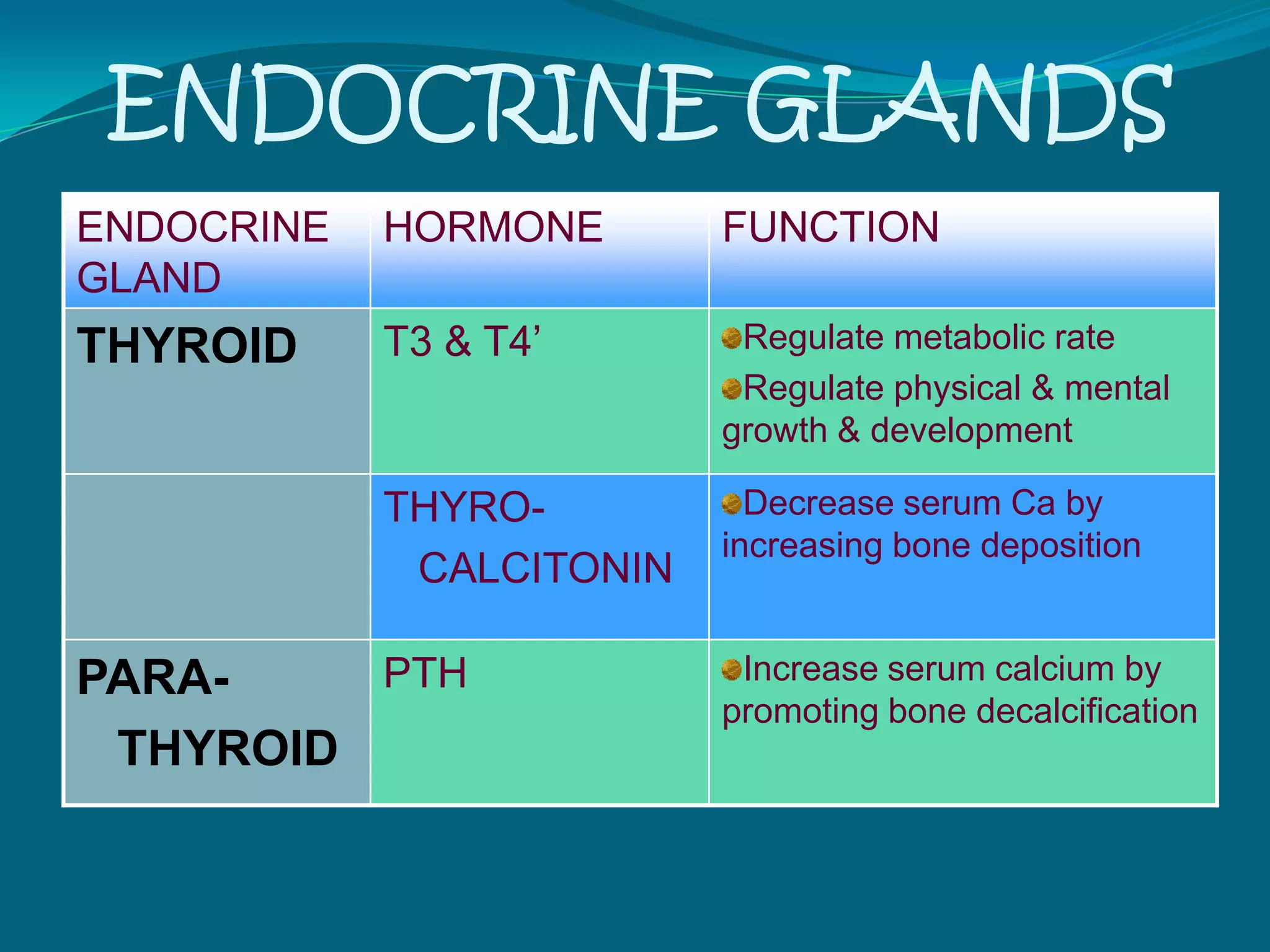 ENDOCRINE GLANDS