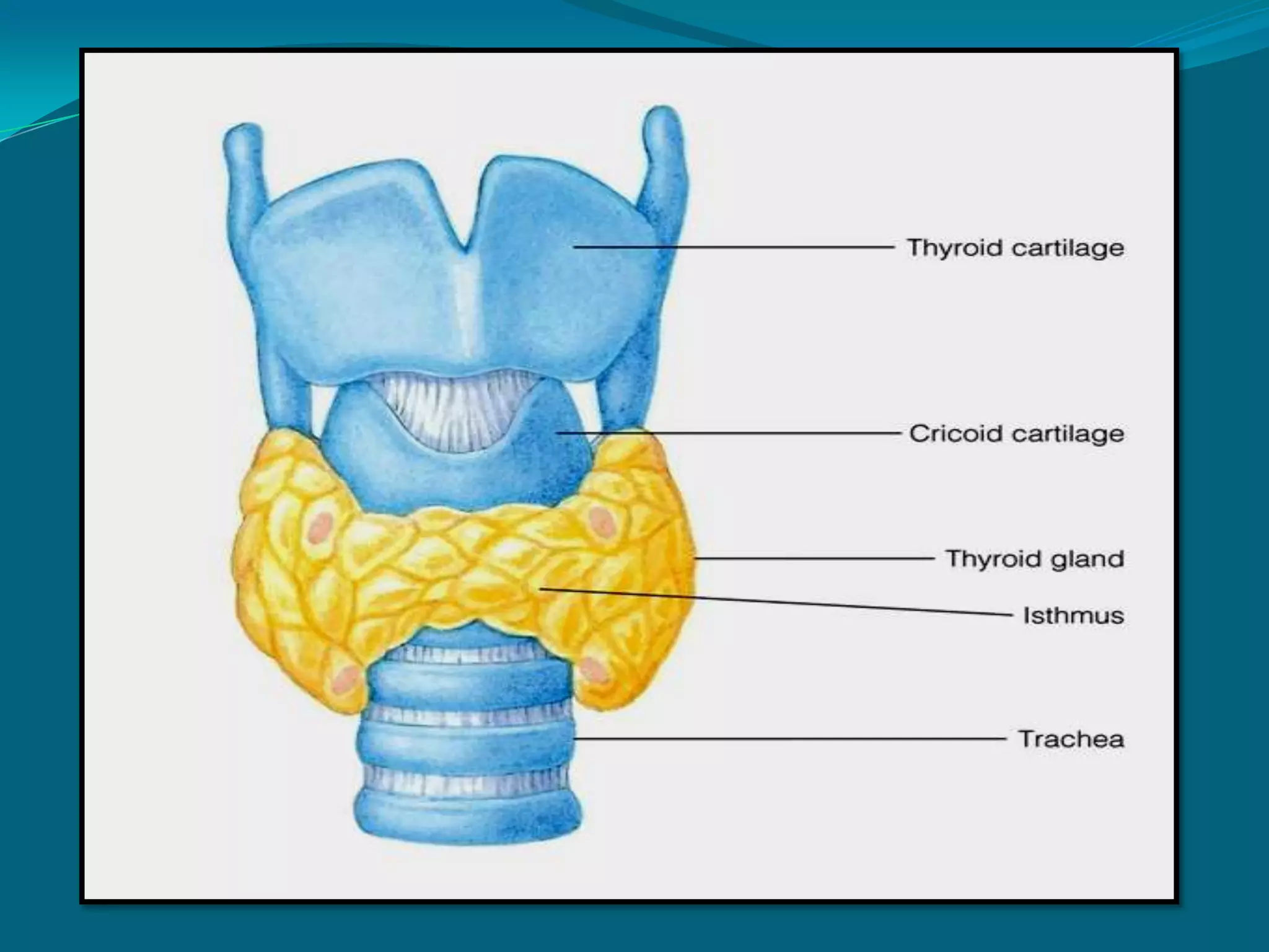 ENDOCRINE GLANDS