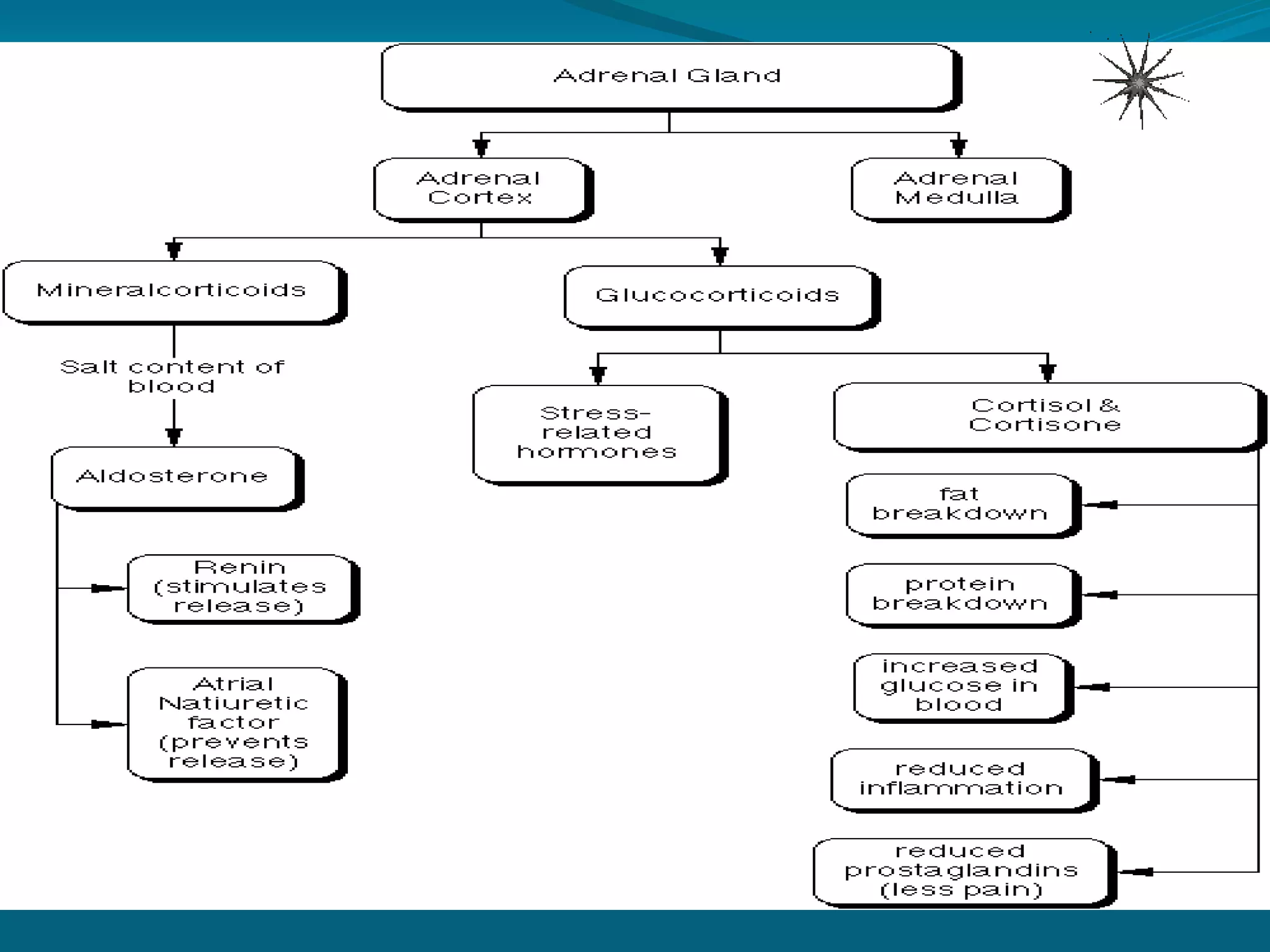  obesity (overweight people require more insulin        to metabolize the food they eat or the number of     insulin receptor sites in cells is decreased)