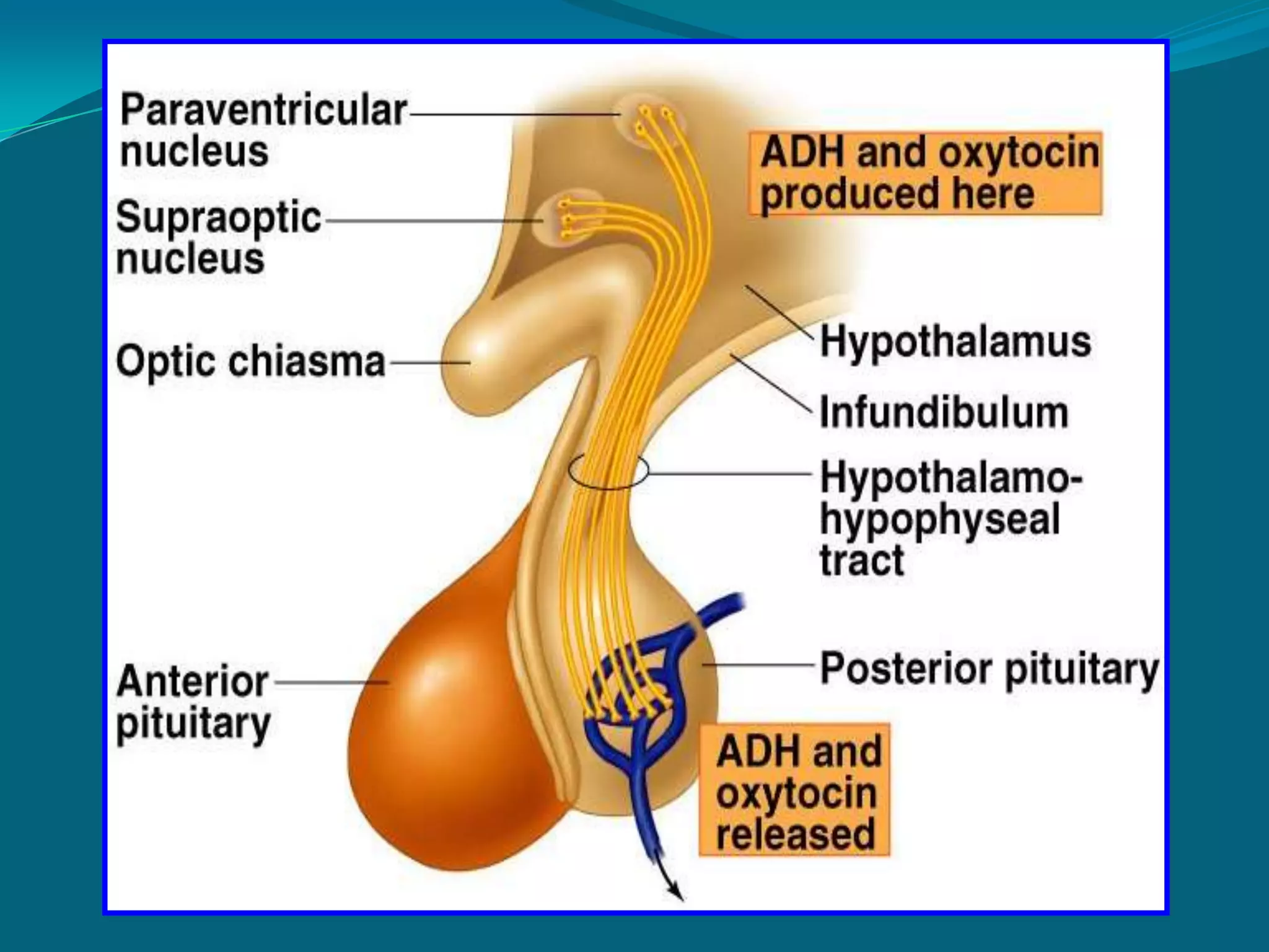 MANAGEMENTHYPOPITUITARISMSURGICAL REMOVAL / IRRADIATIONREPLACEMENT THERAPYTHYROID HORMONESSTEROIDSSEX & GROWTH HORMONESGONADOTROPINS (restore fertility)HYPERPITUITARISMSURGICAL REMOVAL / IRRADIATIONMONITOR FOR HYPERGLYCEMIA & CARDIOVASCULAR PROBLEMS