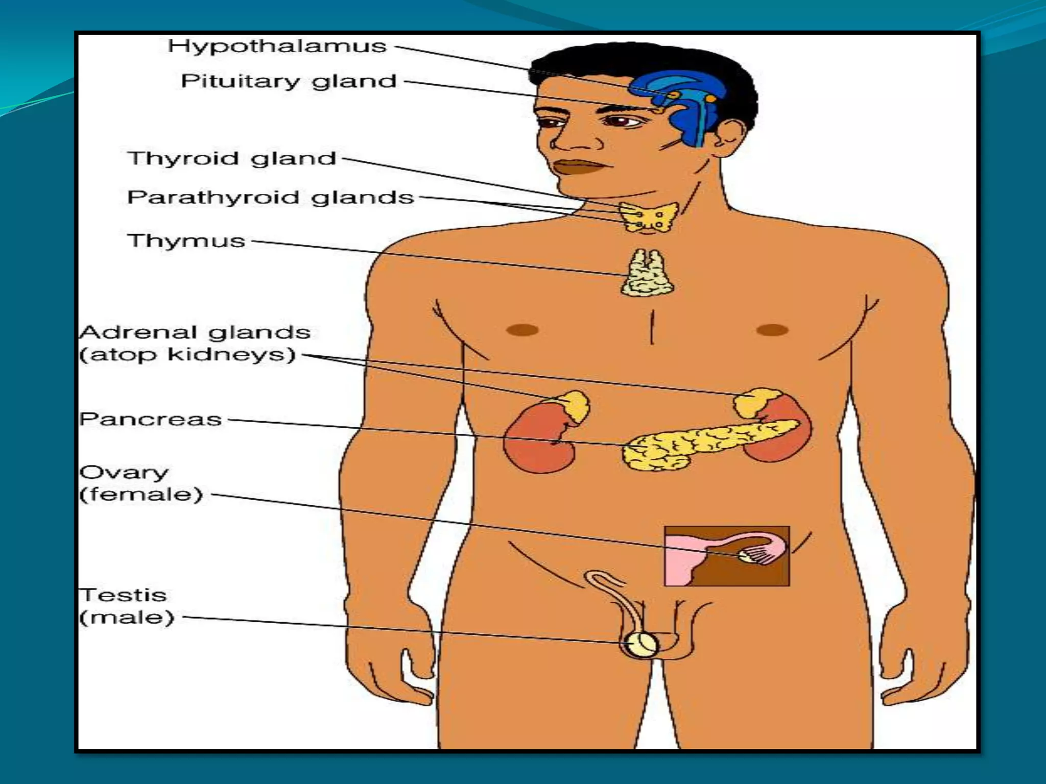 Growth and development