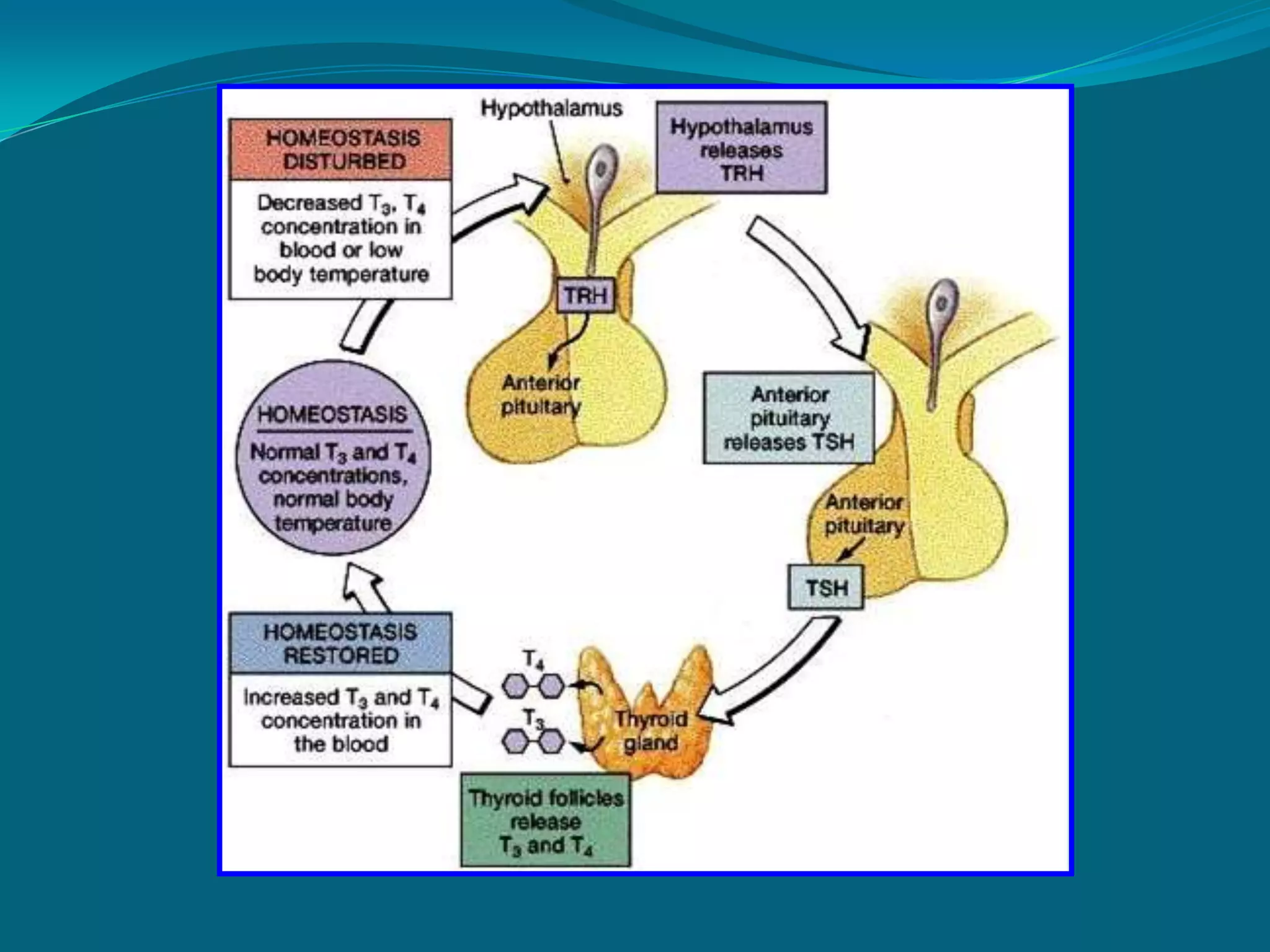 DIABETES INSIPIDUS ABSOLUTE / PARTIAL DEFICIENCY OF VASOPRESSINMANAGEMENTHORMONAL REPLACEMENT – FOR LIFEVASOPRESSIN (PITRESSIN TANNATE IN OIL) – IM OR NASAL SPRAYNON-HORMONAL THERAPYCHLORPROPRAMIDE – INCREASE RESPONSE OF THE BODY TO DECREASEDVASOPRESSININCREASE FLUIDSMONITOR I&O + WEIGHT (MIOW)MAINTAIN FLUID & ELECTROLYTE BALANCE 